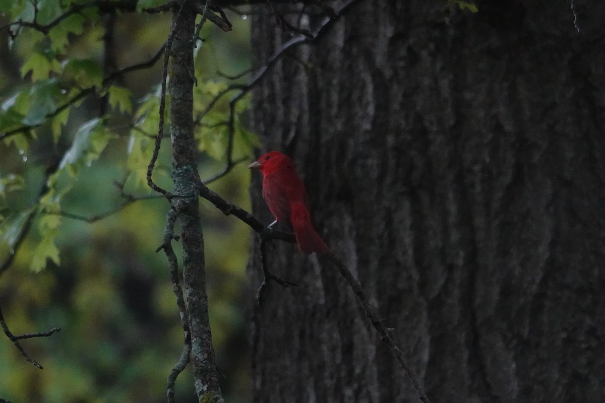 Summer Tanager - Lottie Bushmann