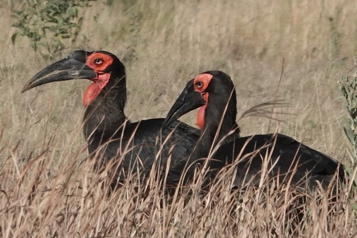 Southern Ground-Hornbill - ML618481086