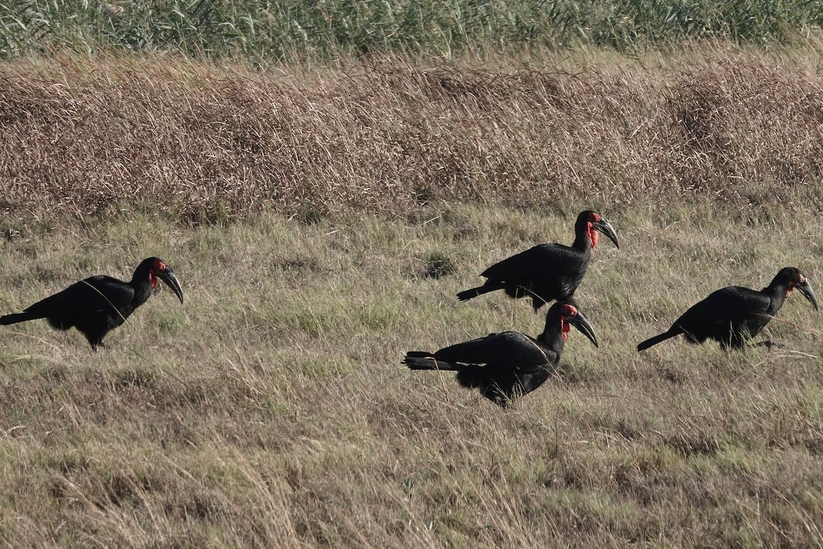 Southern Ground-Hornbill - ML618481087