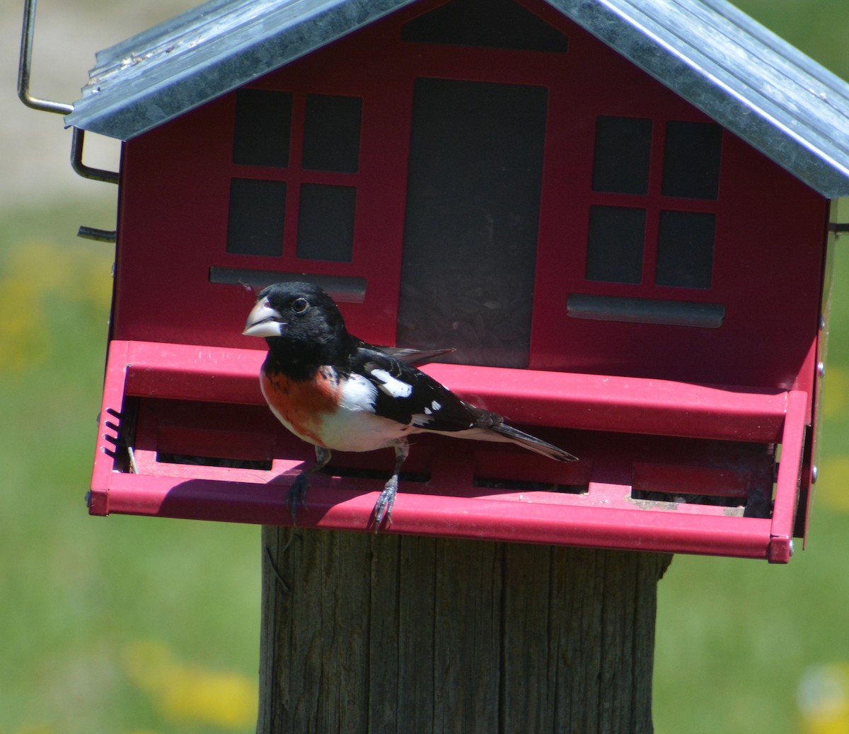 Rose-breasted Grosbeak - ML618481091