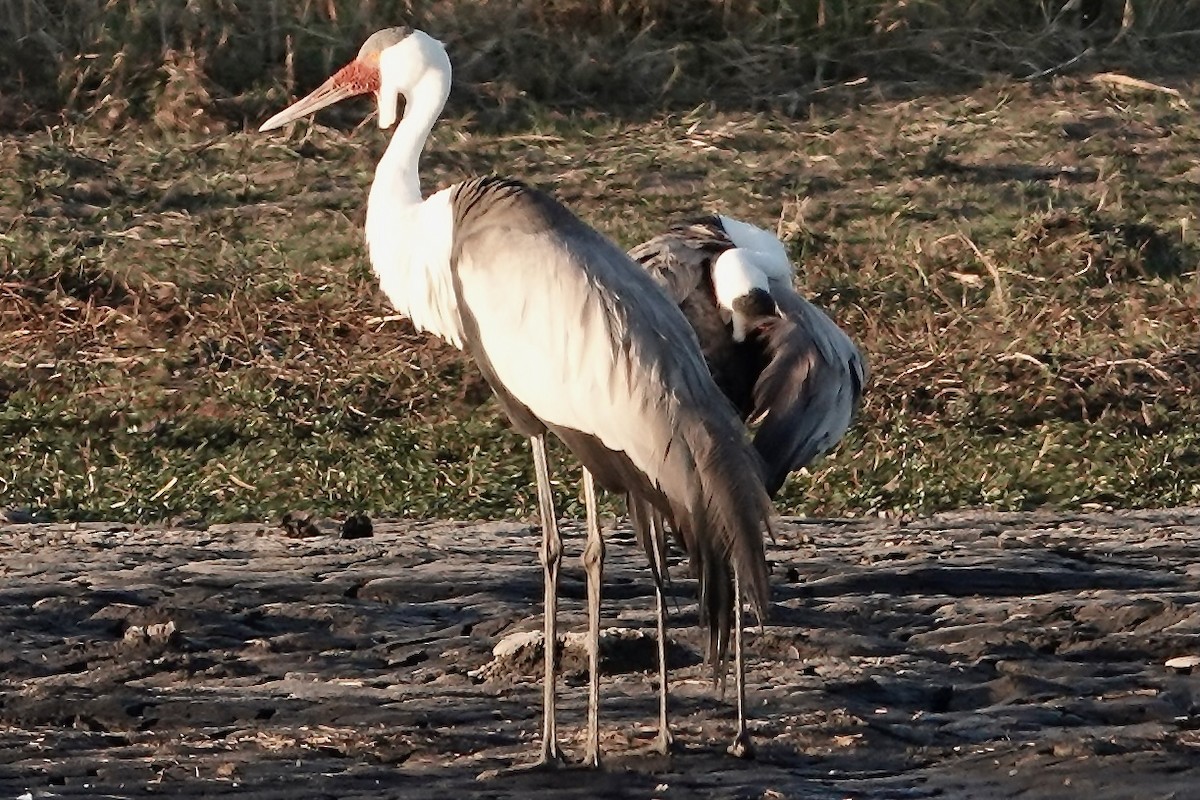 Wattled Crane - ML618481109