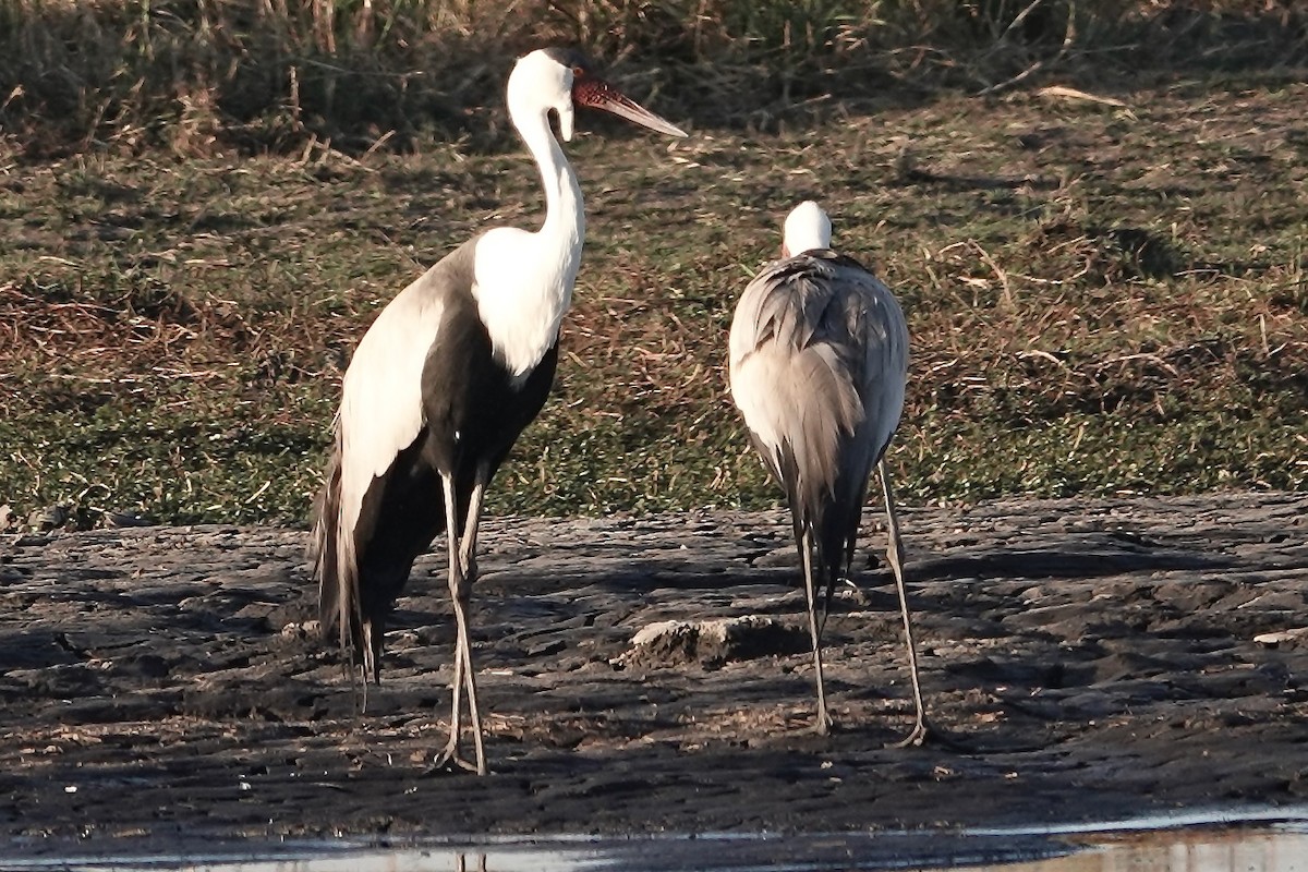 Wattled Crane - ML618481110