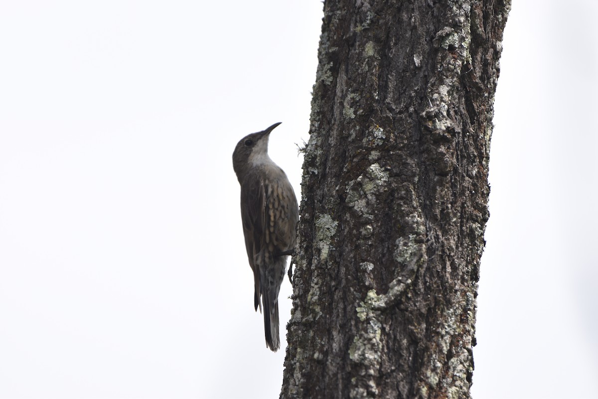 White-throated Treecreeper - Hitomi Ward