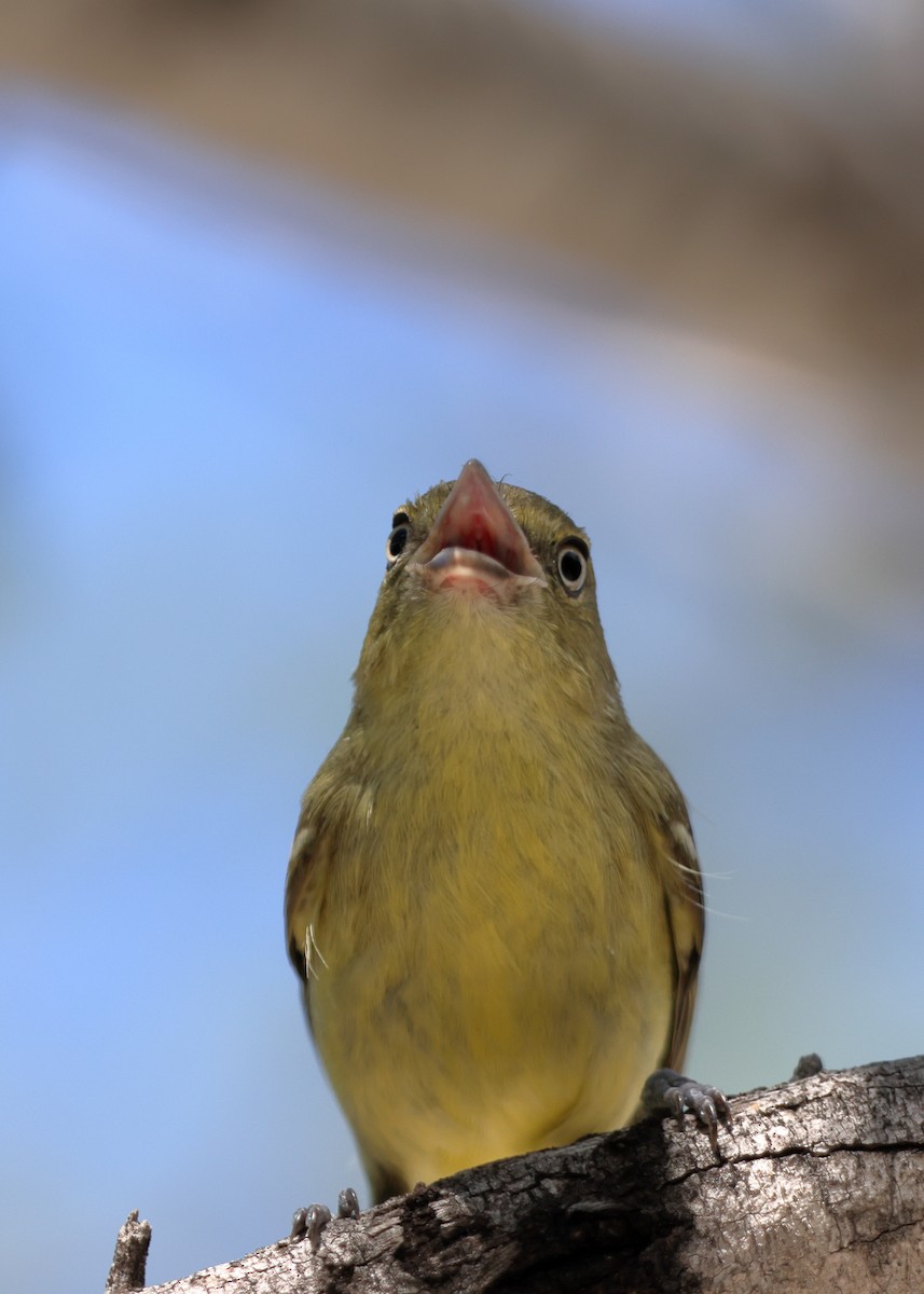 Flat-billed Vireo - ML618481187