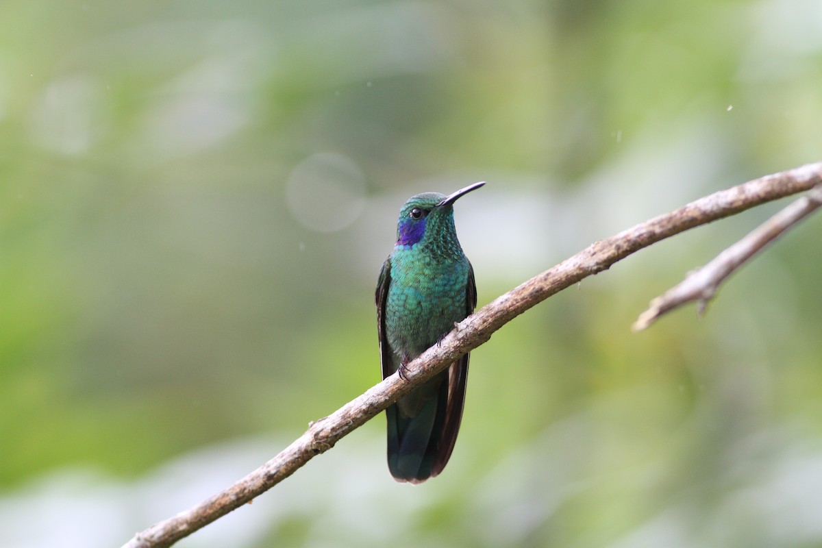 Зелоногрудый фиалкоух (cyanotus/crissalis) - ML618481205