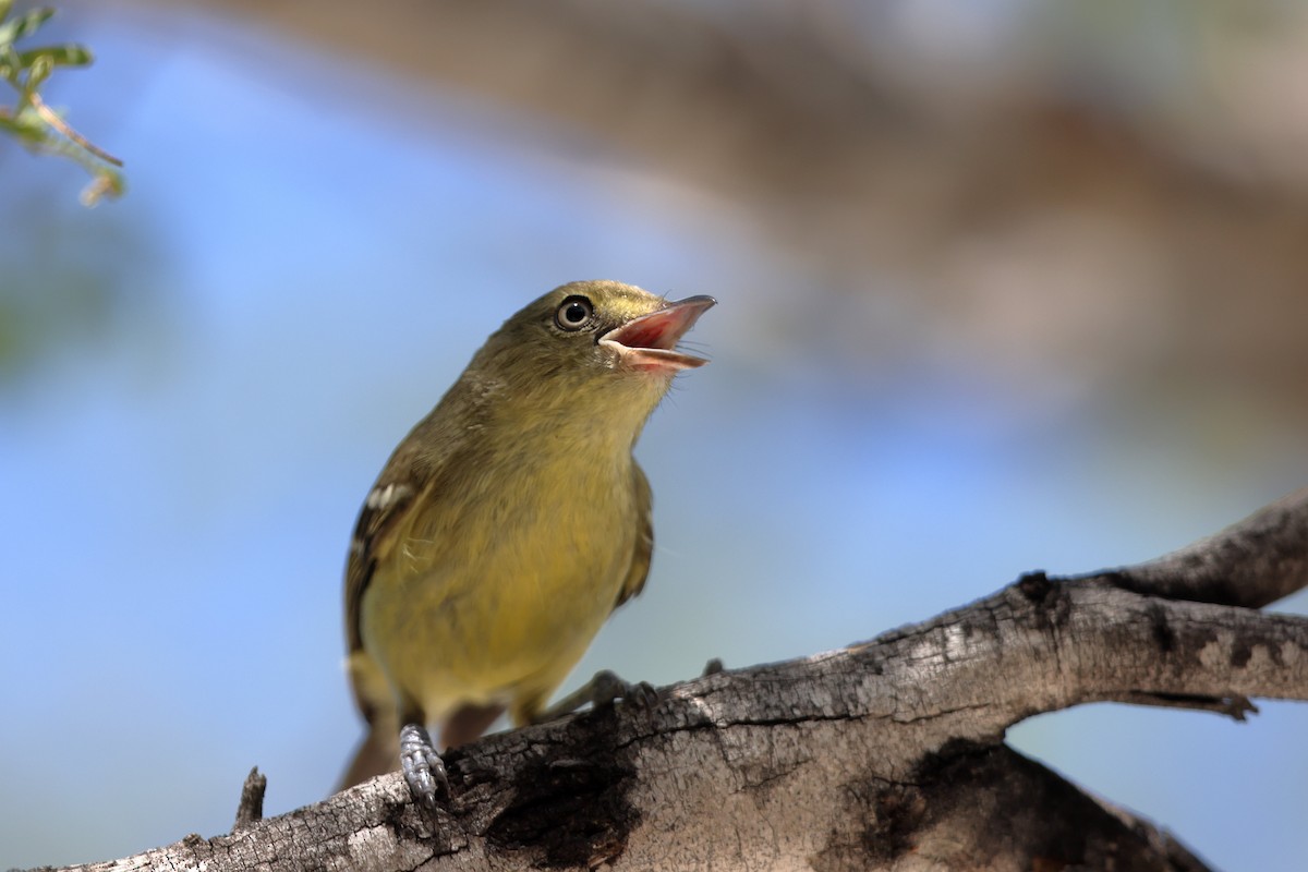 Flat-billed Vireo - ML618481234