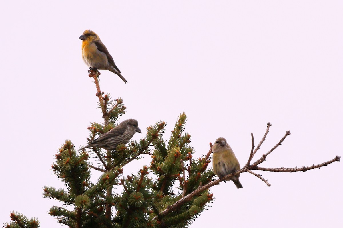 Red Crossbill - ML618481242