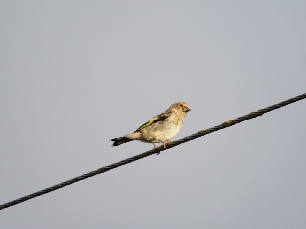 European Goldfinch (European) - Yvonne van Netten