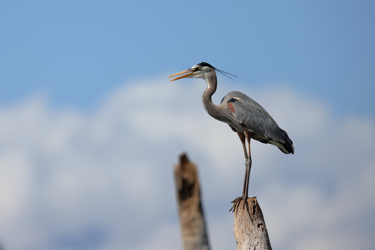 Great Blue Heron - ML618481287