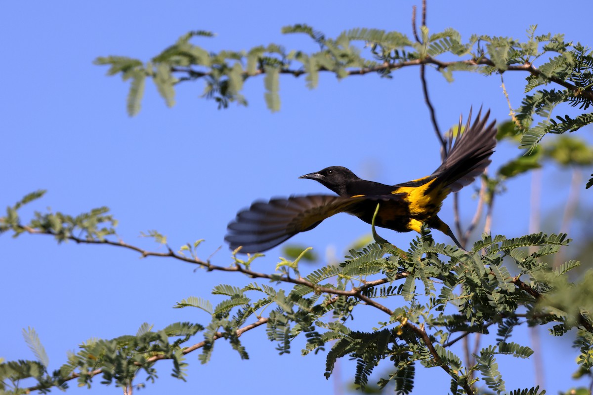 Hispaniolan Oriole - ML618481293