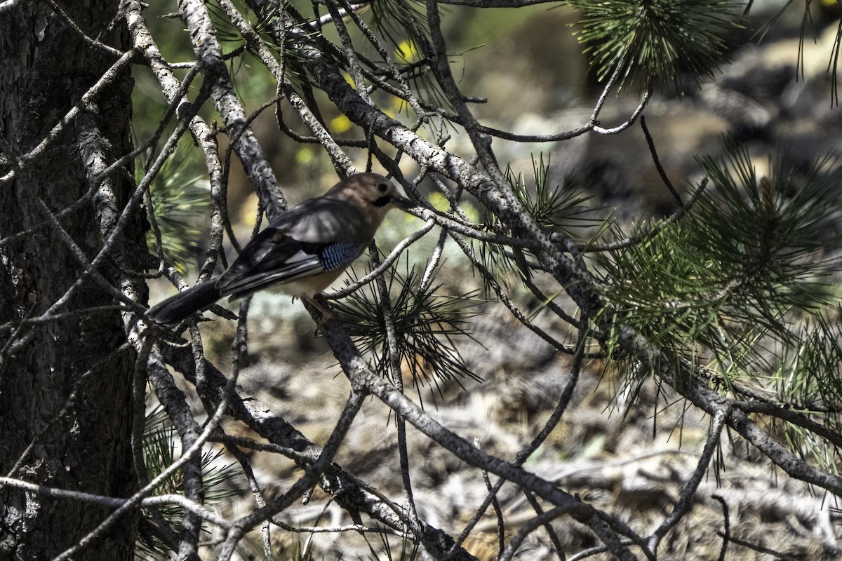 Eurasian Jay (Eurasian) - ML618481305