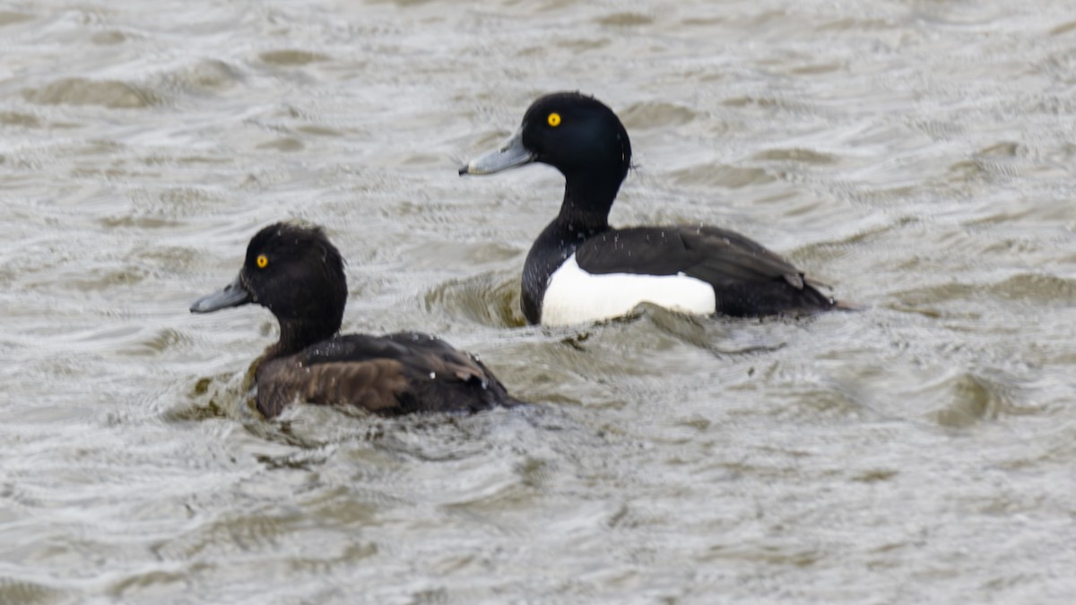 Tufted Duck - Yehiel Engel