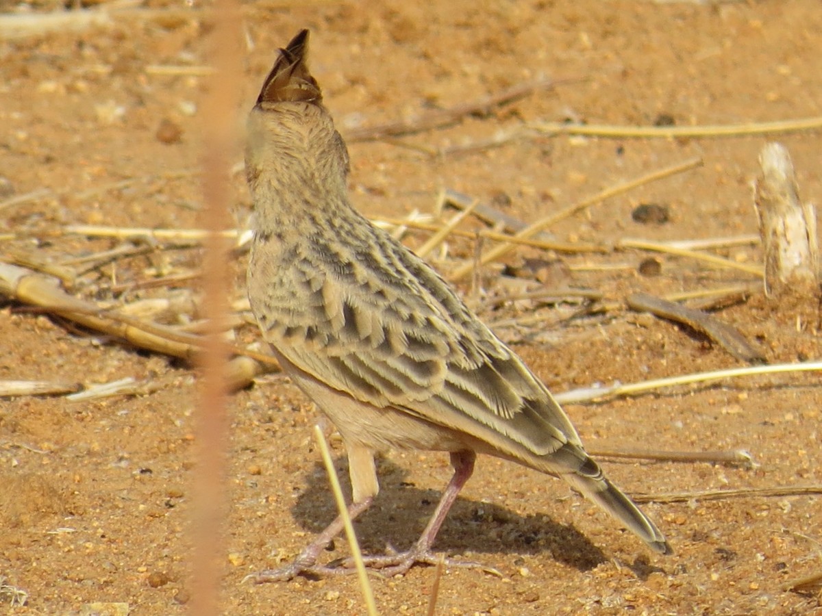 Tawny Lark - Chris Bowden