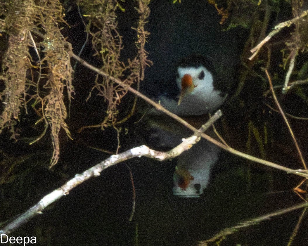 White-breasted Waterhen - ML618481326