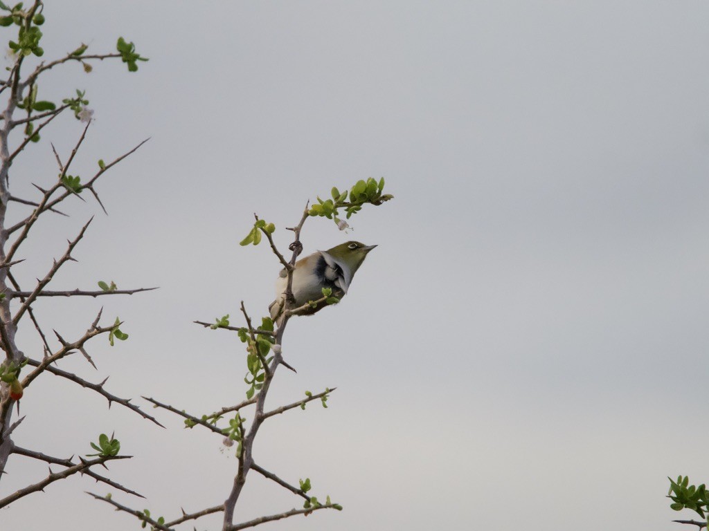 Silvereye - Yvonne van Netten