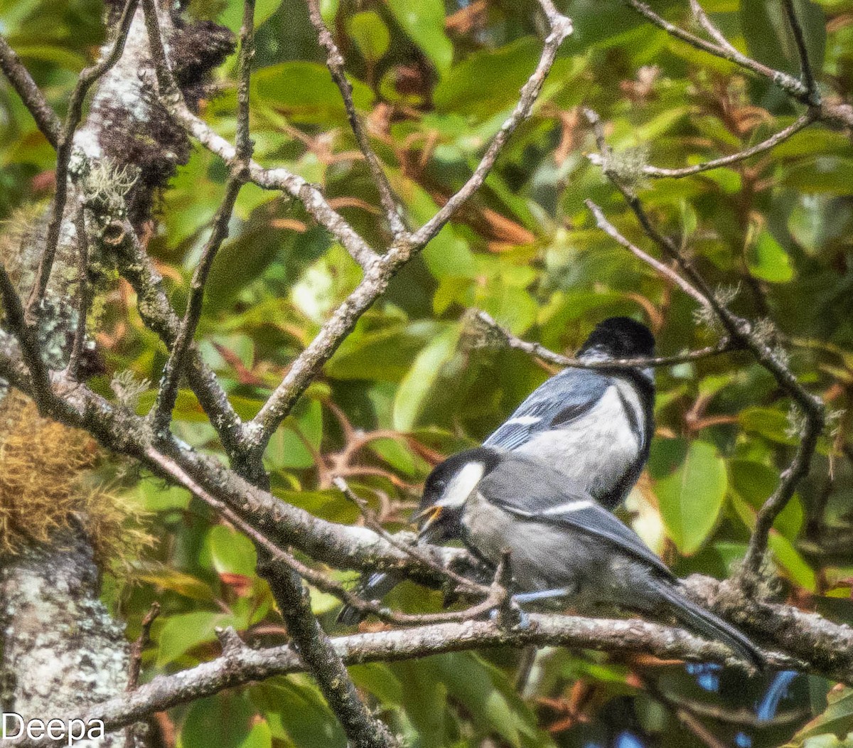 Mésange indienne - ML618481376