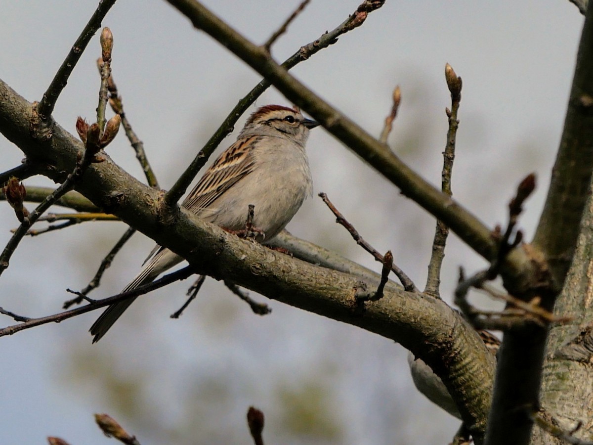 Song Sparrow - ML618481381