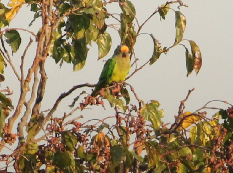 Peach-fronted Parakeet - Miguel  Magro