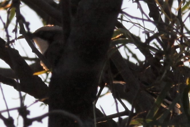 Gray-crowned Babbler - Richard Shirky