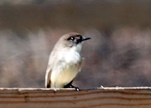 Eastern Phoebe - ML618481449