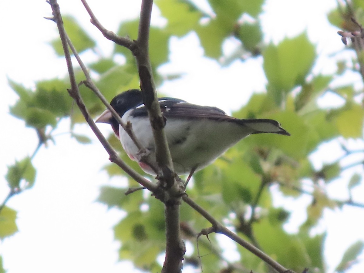 Rose-breasted Grosbeak - ML618481455