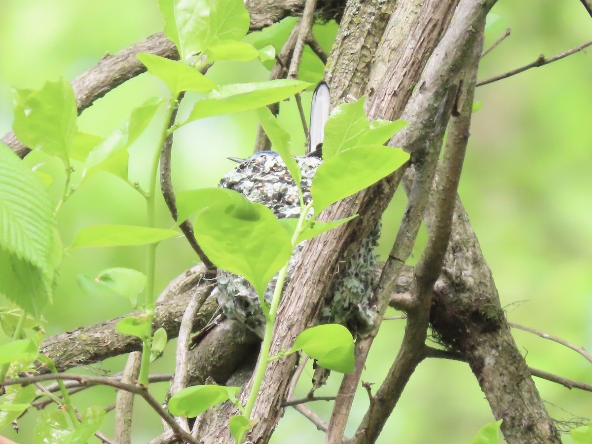 Blue-gray Gnatcatcher - Tim Carney