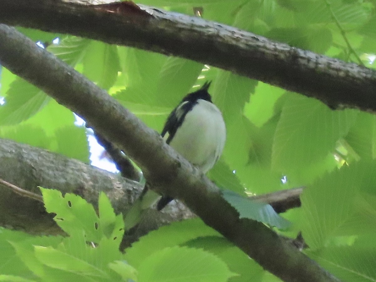 Black-throated Blue Warbler - ML618481463