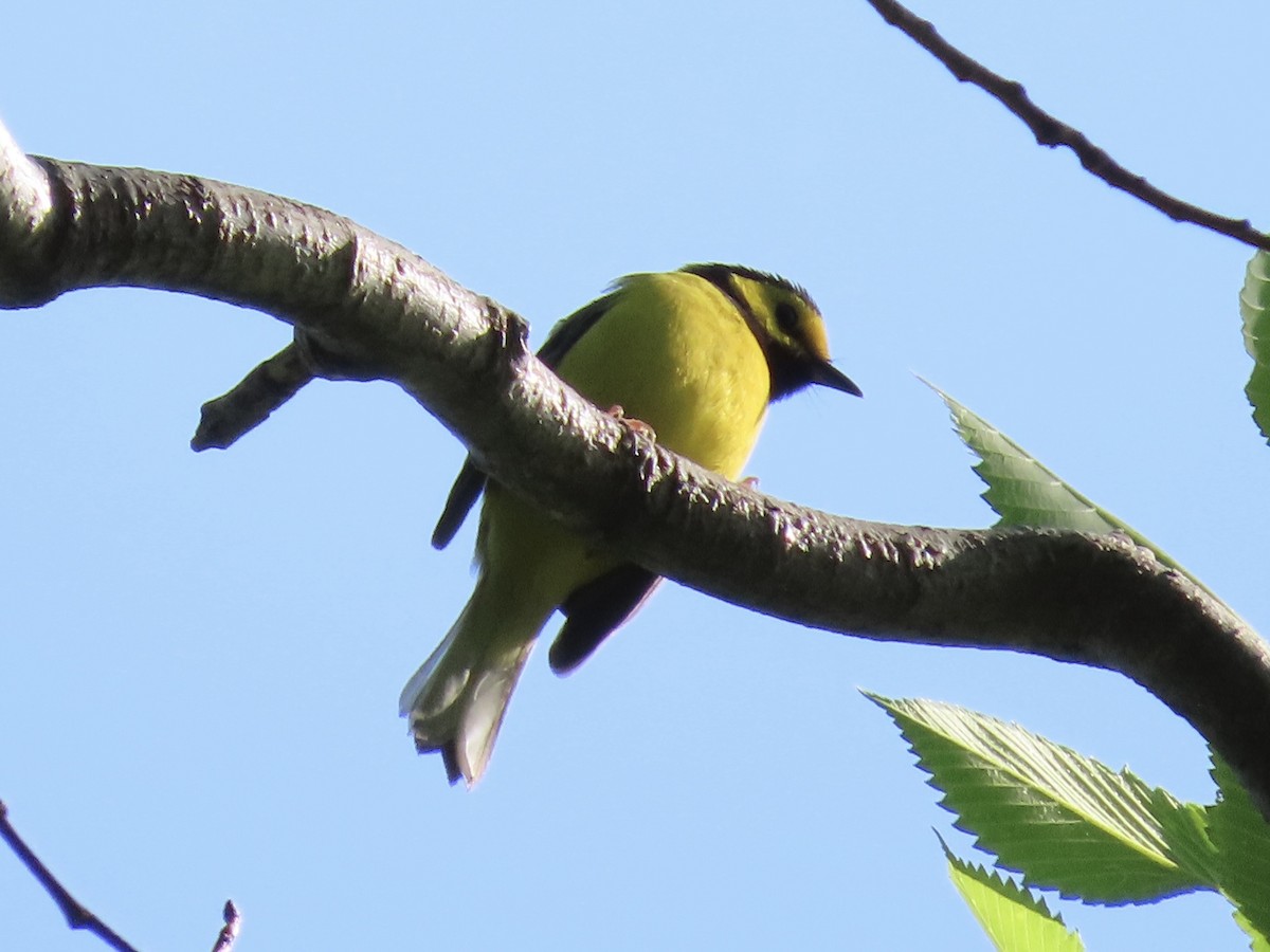 Hooded Warbler - ML618481468