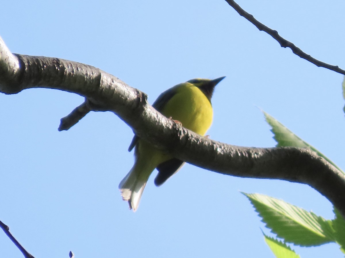 Hooded Warbler - Tim Carney