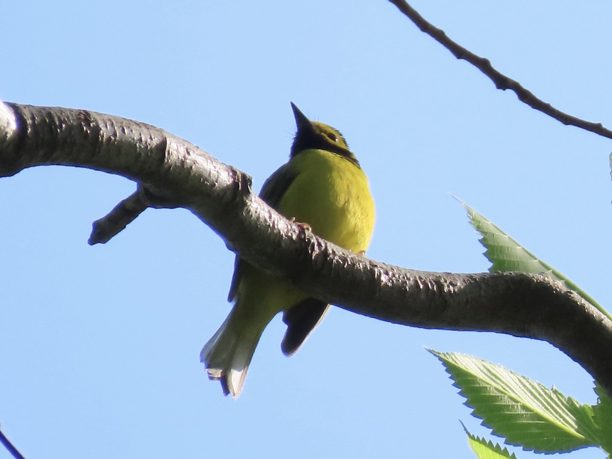 Hooded Warbler - ML618481470