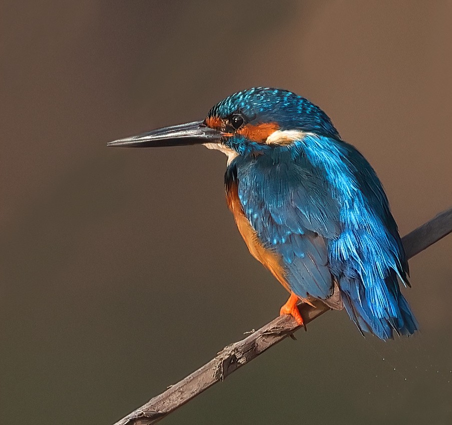 Common Kingfisher - Shashidhar Joshi