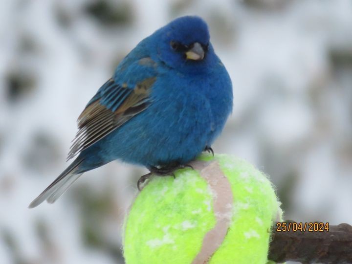 Indigo Bunting - ML618481544