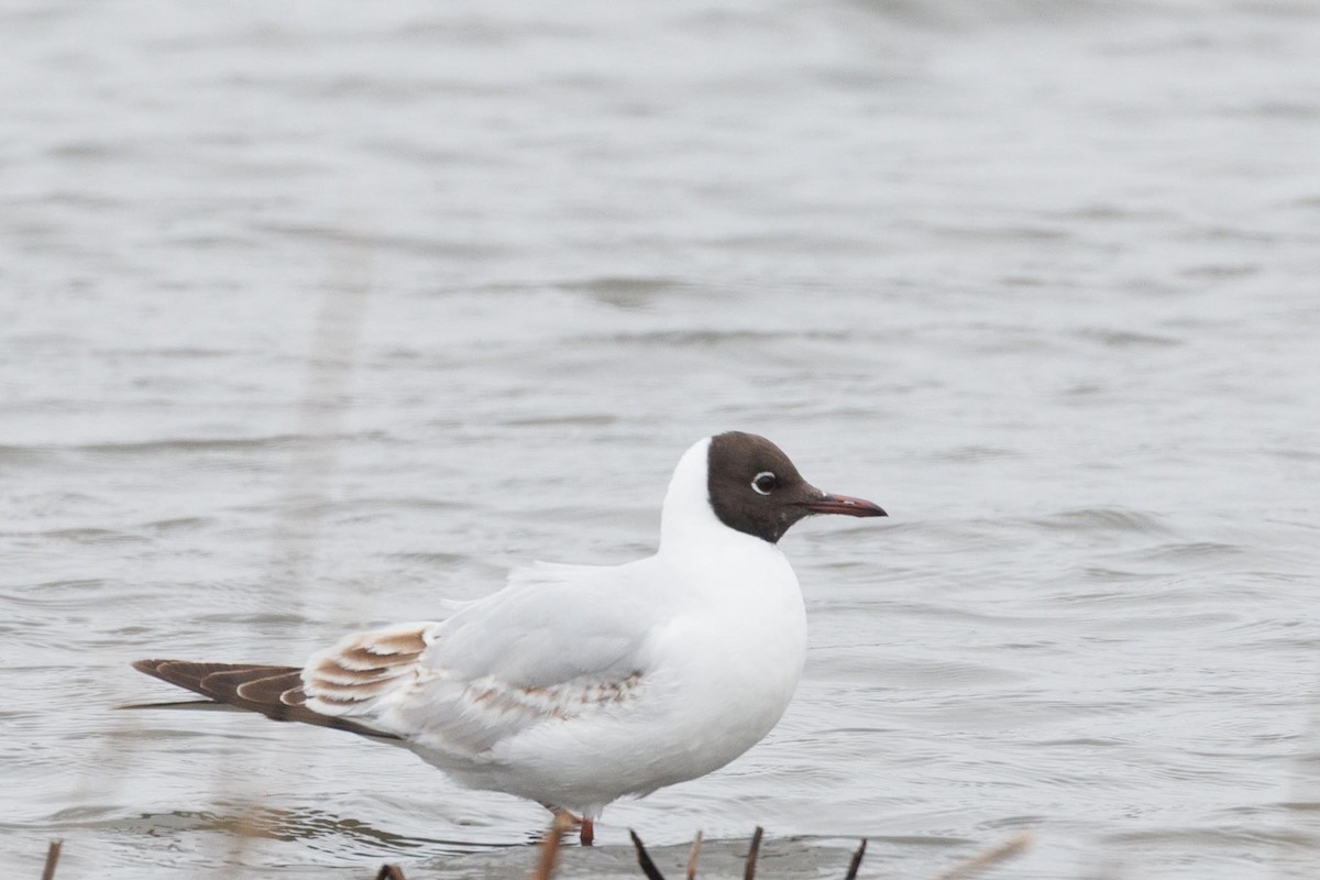 Black-headed Gull - Ethel Dempsey