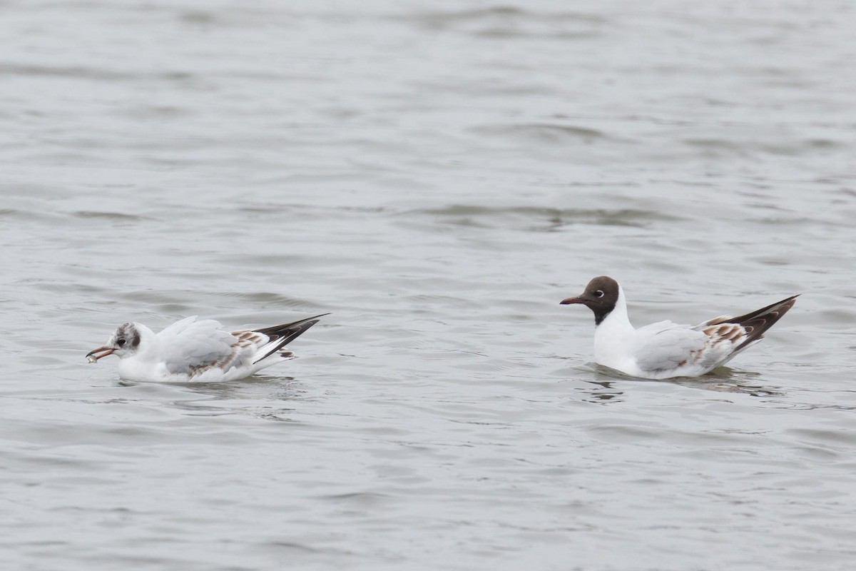 Black-headed Gull - Ethel Dempsey