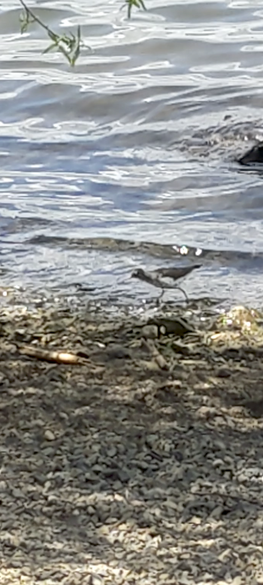 Spotted Sandpiper - Pam Bojanoski