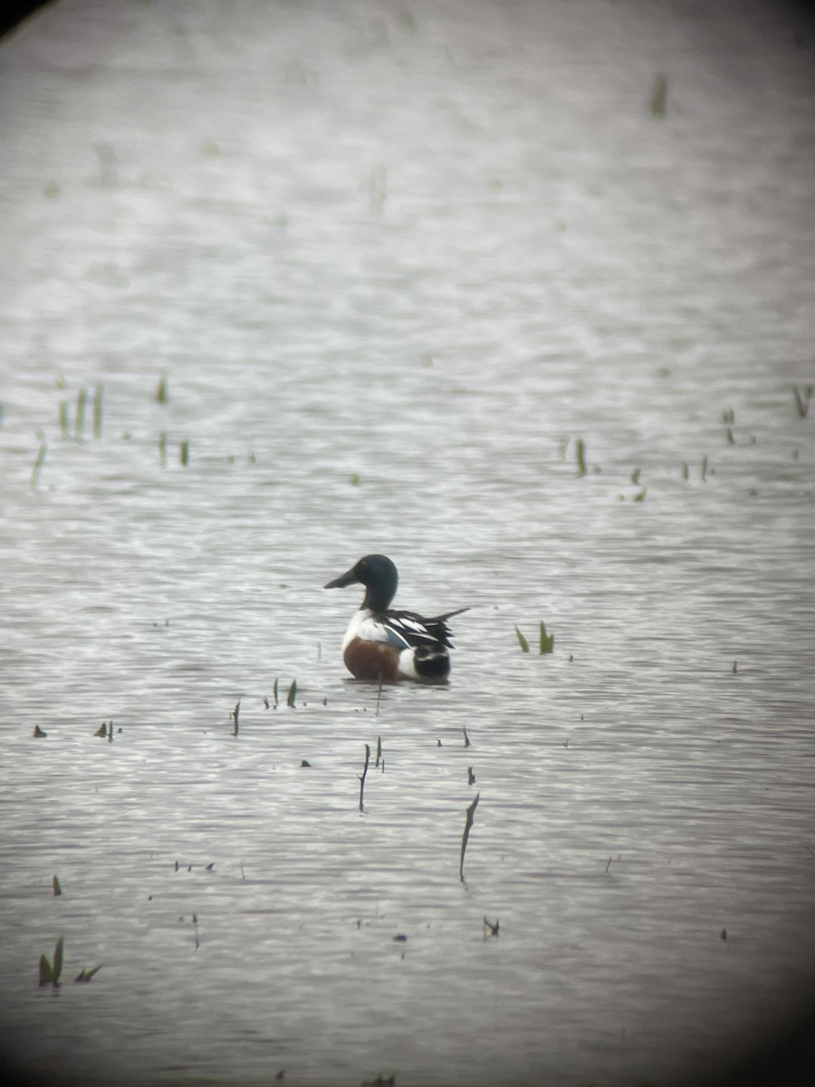 Northern Shoveler - ML618481579