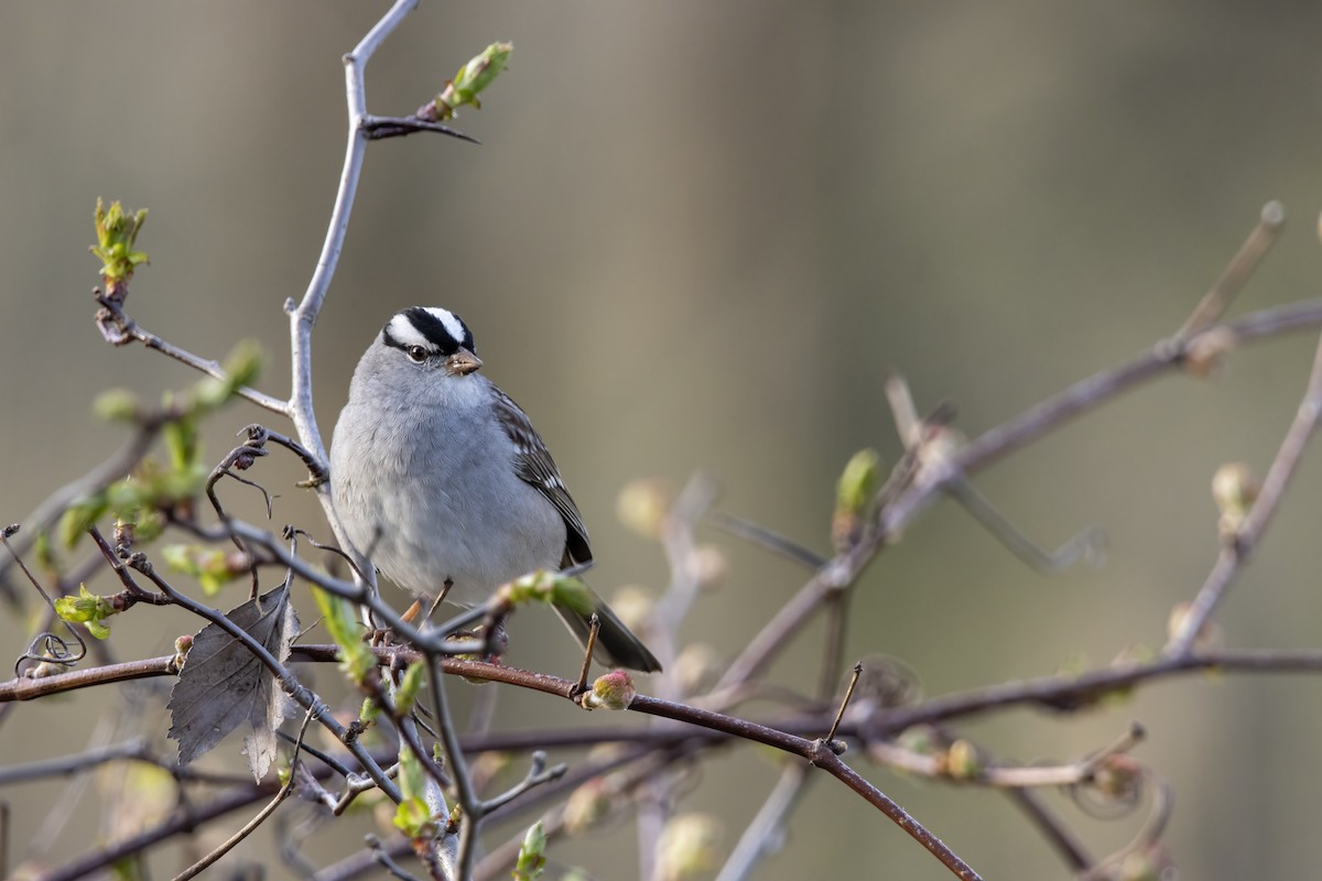 Chingolo Coroniblanco (leucophrys) - ML618481592