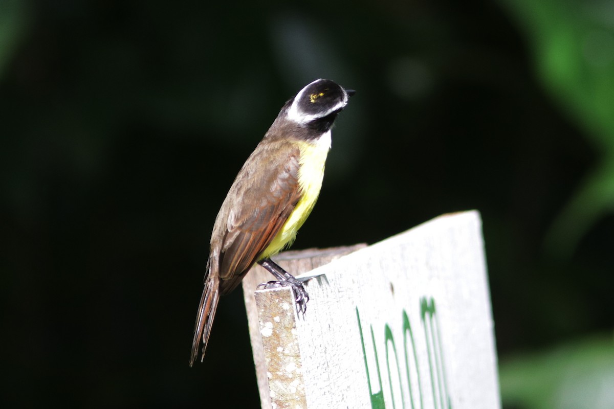 Rusty-margined Flycatcher - ML618481594