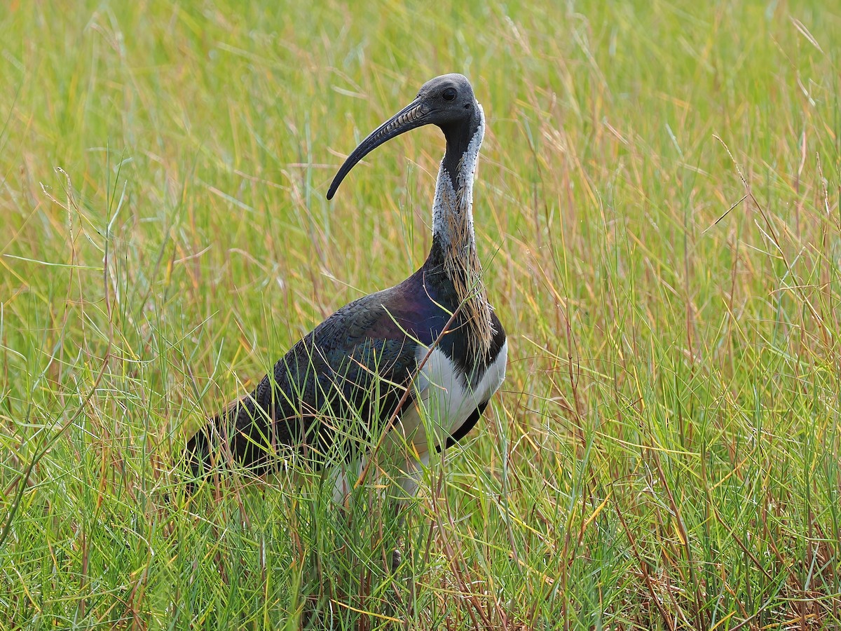 Straw-necked Ibis - Len and Chris Ezzy