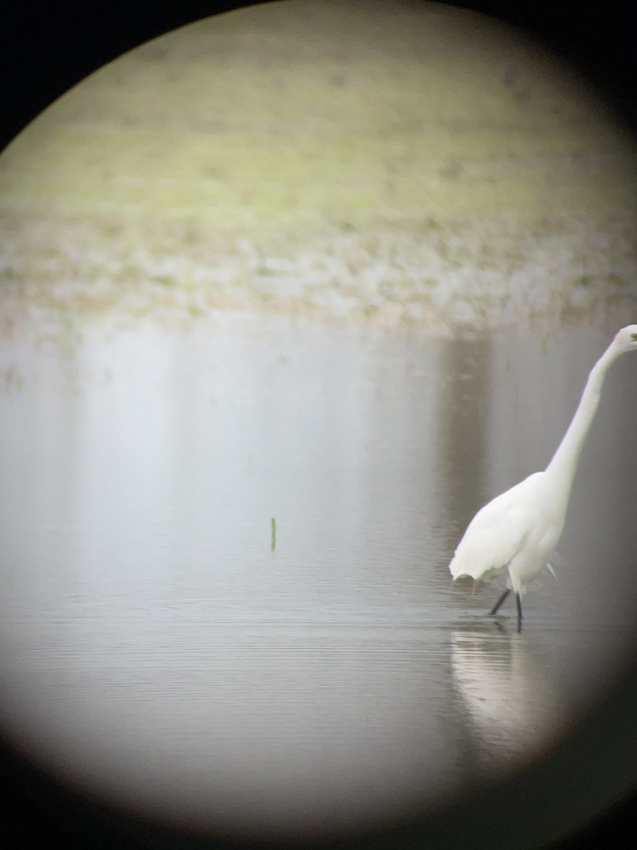 Great Egret - ML618481645