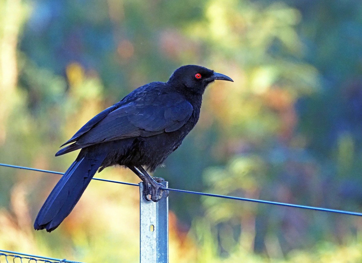 White-winged Chough - Steve Law