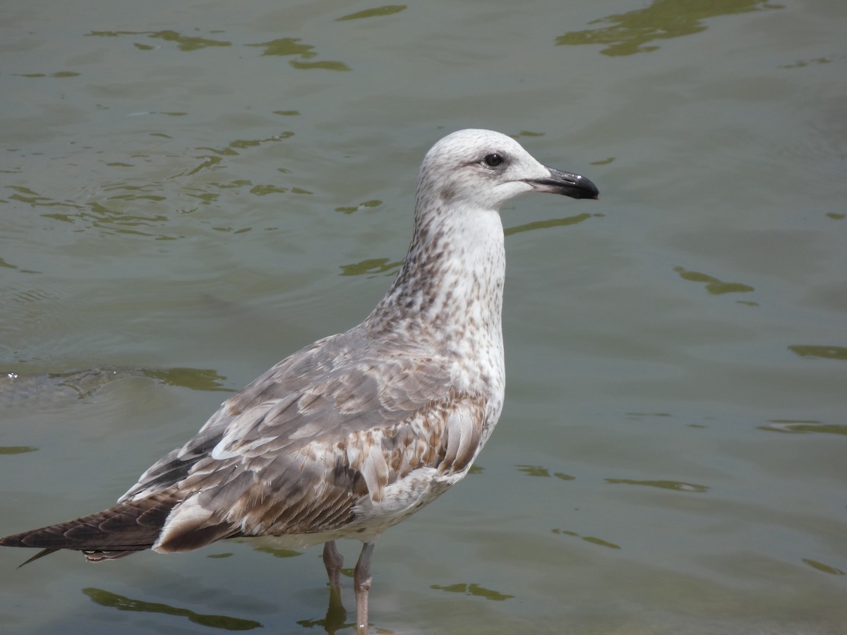 Yellow-legged Gull - Bruno Asencio Sevillano