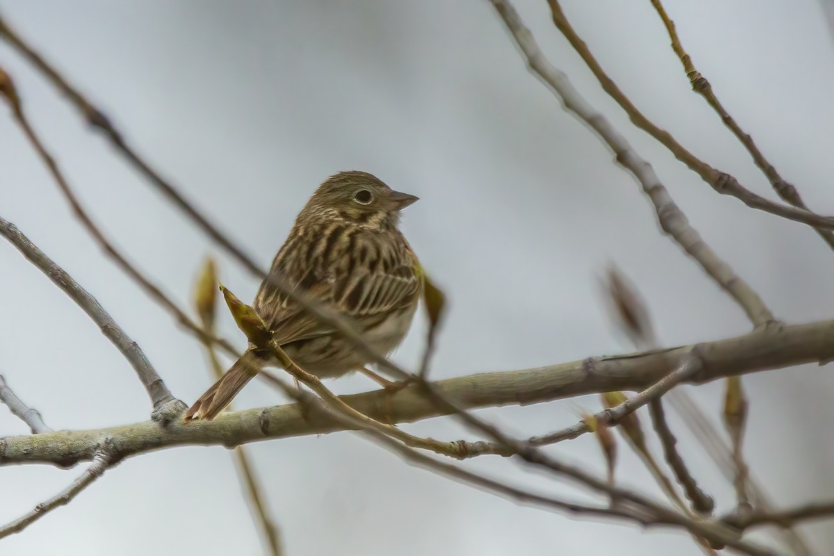 Vesper Sparrow - ML618481703