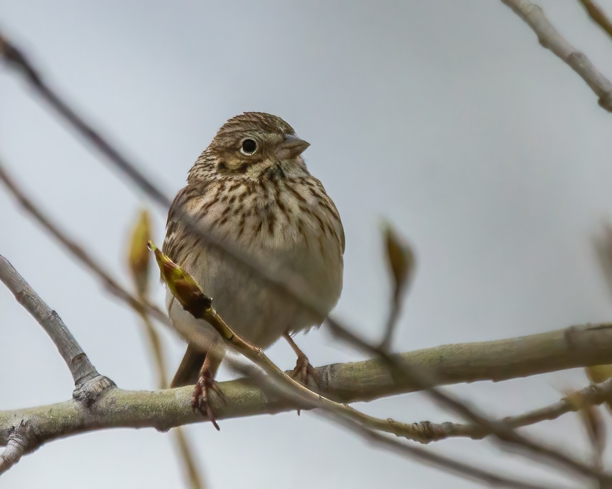 Vesper Sparrow - ML618481705