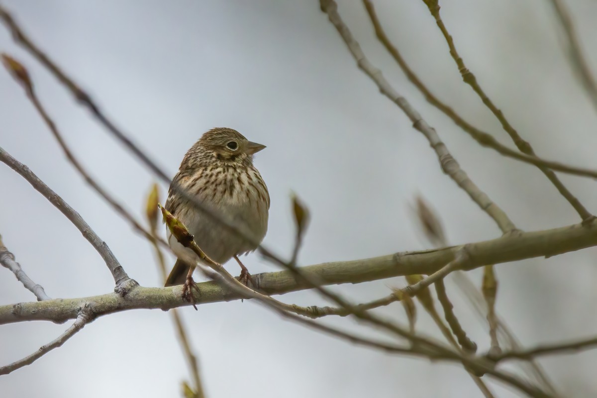 Vesper Sparrow - Marc Boisvert