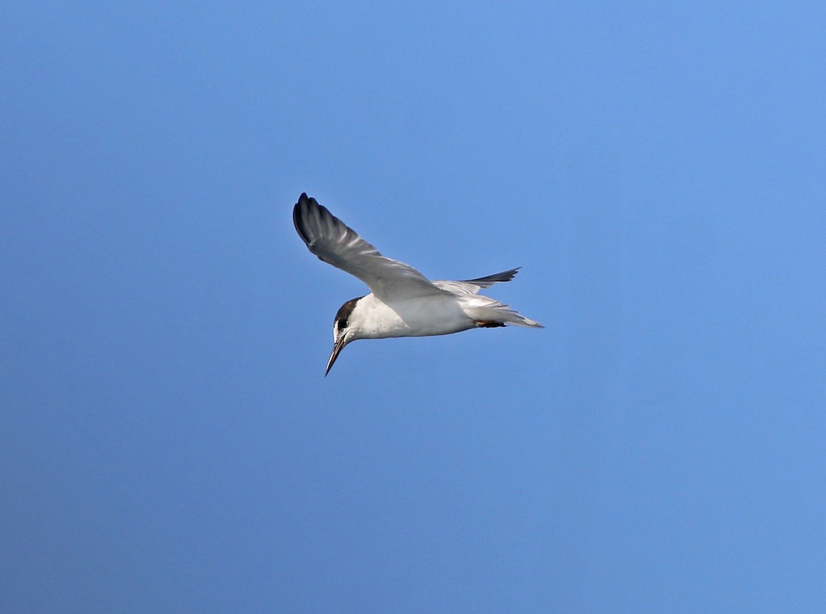 Little Tern - Neoh Hor Kee