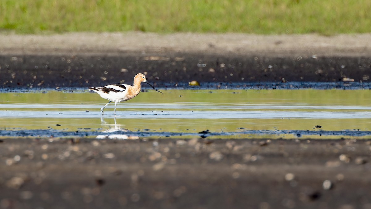 Avoceta Americana - ML618481735