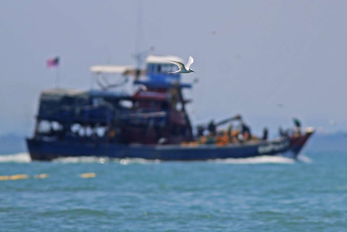 Black-naped Tern - Neoh Hor Kee