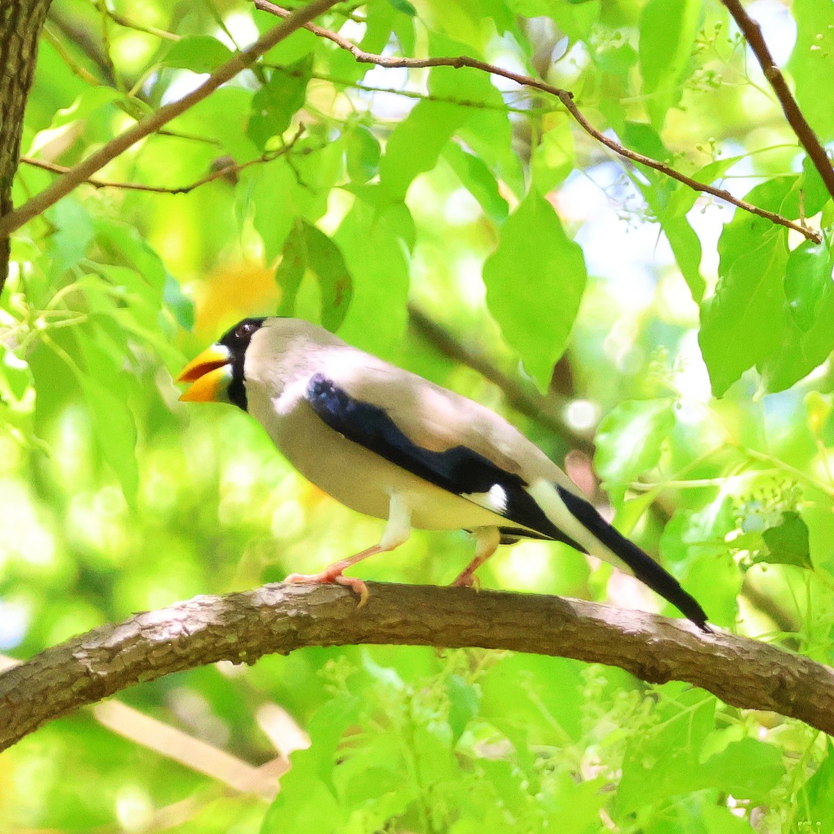 Japanese Grosbeak - ML618481740