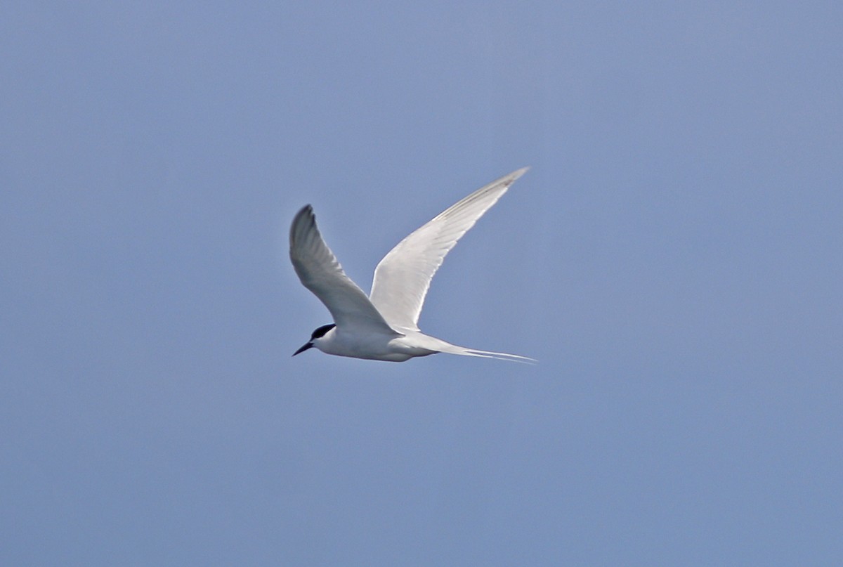 Roseate Tern - Neoh Hor Kee